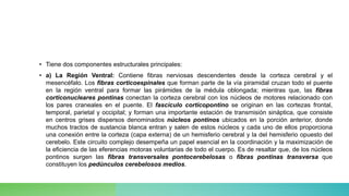 • Tiene dos componentes estructurales principales:
• a) La Región Ventral: Contiene fibras nerviosas descendentes desde la corteza cerebral y el
mesencéfalo. Los fibras corticoespinales que forman parte de la vía piramidal cruzan todo el puente
en la región ventral para formar las pirámides de la médula oblongada; mientras que, las fibras
corticonucleares pontinas conectan la corteza cerebral con los núcleos de motores relacionado con
los pares craneales en el puente. El fascículo corticopontino se originan en las cortezas frontal,
temporal, parietal y occipital; y forman una importante estación de transmisión sináptica, que consiste
en centros grises dispersos denominados núcleos pontinos ubicados en la porción anterior, donde
muchos tractos de sustancia blanca entran y salen de estos núcleos y cada uno de ellos proporciona
una conexión entre la corteza (capa externa) de un hemisferio cerebral y la del hemisferio opuesto del
cerebelo. Este circuito complejo desempeña un papel esencial en la coordinación y la maximización de
la eficiencia de las eferencias motoras voluntarias de todo el cuerpo. Es de resaltar que, de los núcleos
pontinos surgen las fibras transversales pontocerebelosas o fibras pontinas transversa que
constituyen los pedúnculos cerebelosos medios.
 