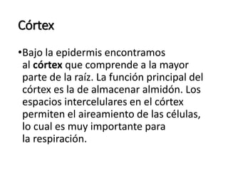 Córtex
•Bajo la epidermis encontramos
al córtex que comprende a la mayor
parte de la raíz. La función principal del
córtex es la de almacenar almidón. Los
espacios intercelulares en el córtex
permiten el aireamiento de las células,
lo cual es muy importante para
la respiración.
 