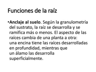 Funciones de la raíz
•Anclaje al suelo. Según la granulometría
del sustrato, la raíz se desarrolla y se
ramifica más o menos. El aspecto de las
raíces cambia de una planta a otra:
una encina tiene las raíces desarrolladas
en profundidad, mientras que
un álamo las desarrolla
superficialmente.
 