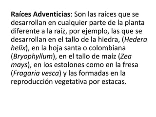 Raíces Adventicias: Son las raíces que se
desarrollan en cualquier parte de la planta
diferente a la raíz, por ejemplo, las que se
desarrollan en el tallo de la hiedra, (Hedera
helix), en la hoja santa o colombiana
(Bryophyllum), en el tallo de maíz (Zea
mays), en los estolones como en la fresa
(Fragaria vesca) y las formadas en la
reproducción vegetativa por estacas.
 