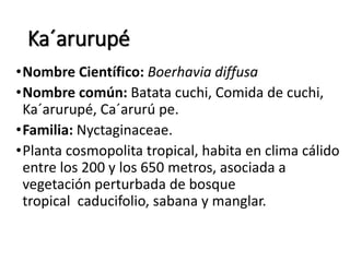 Ka´arurupé
•Nombre Científico: Boerhavia diffusa
•Nombre común: Batata cuchi, Comida de cuchi,
Ka´arurupé, Ca´arurú pe.
•Familia: Nyctaginaceae.
•Planta cosmopolita tropical, habita en clima cálido
entre los 200 y los 650 metros, asociada a
vegetación perturbada de bosque
tropical caducifolio, sabana y manglar.
 