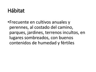 Hábitat
•Frecuente en cultivos anuales y
perennes, al costado del camino,
parques, jardines, terrenos incultos, en
lugares sombreados, con buenos
contenidos de humedad y fértiles
 
