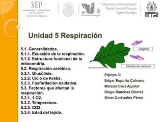 Unidad 5 Respiración
Equipo 3:
Edgar Espíritu Calvario
Marcos Cruz Aguilar
Diego Sánchez Gómez
Omar Carrizales Pérez
5.1. Generalidades.
5.1.1. Ecuación de la respiración.
5.1.2. Estructura funcional de la
mitocondria.
5.2. Respiración aeróbica.
5.2.1. Glucólisis.
5.2.2. Ciclo de Krebs.
5.2.3. Fosforilación oxidativa.
5.3. Factores que afectan la
respiración.
5.3.1. 1 O2.
5.3.2. Temperatura.
5.3.3. CO2.
5.3.4. Edad del tejido.
 