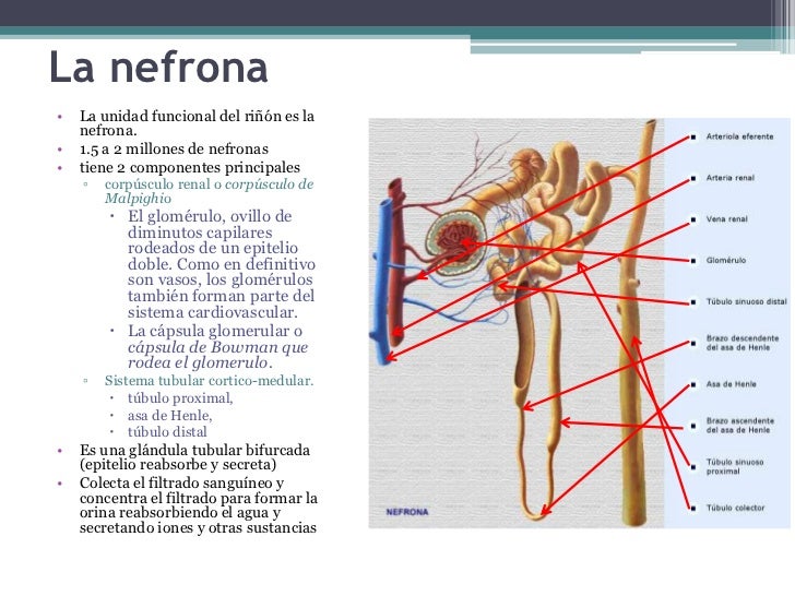 Unidad 5 Sistema urinario Estructura de la nefrona