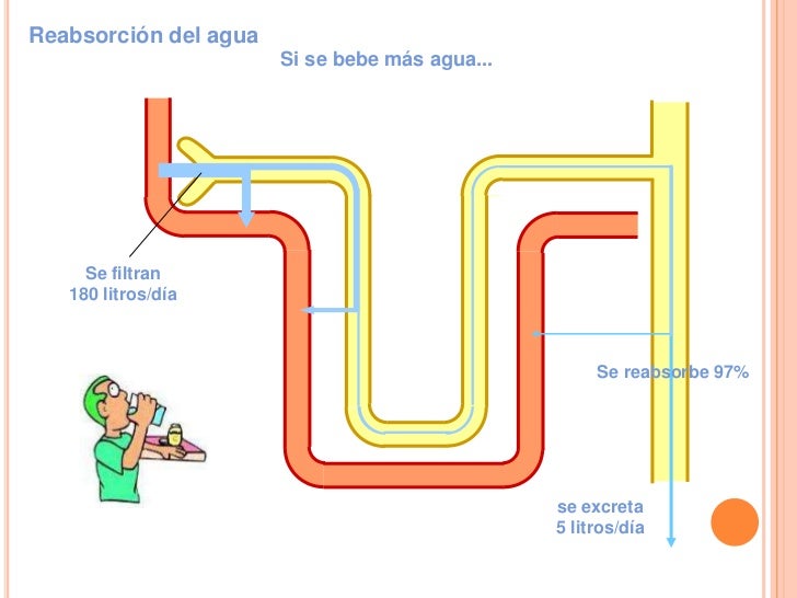 Unidad 5 sistema urinario filtrado secrecion y reabsorcion