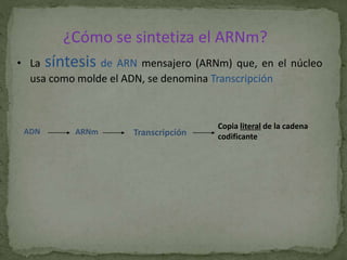 • La síntesis de ARN mensajero (ARNm) que, en el núcleo
usa como molde el ADN, se denomina Transcripción
ADN ARNm Transcripción
Copia literal de la cadena
codificante
¿Cómo se sintetiza el ARNm?
 