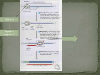 ENZIMA
Separa y
engancha
 