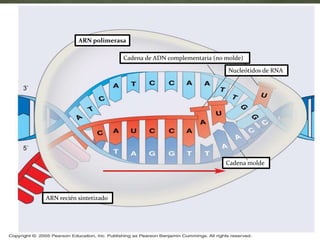 Cadena de ADN complementaria (no molde)
Nucleótidos de RNA
Cadena molde
ARN polimerasa
3`
5`
ARN recién sintetizado
 