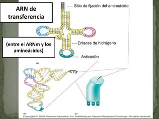 Sitio de fijación del aminoácido
Enlaces de hidrógeno
Anticodón
ARN de
transferencia
(entre el ARNm y los
aminoácidos)
 