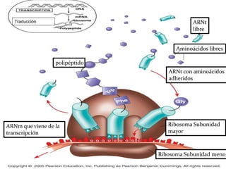 Traducción ARNt
libre
Aminoácidos libres
ARNt con aminoácidos
adheridos
ARNm que viene de la
transcripción
polipéptido
Ribosoma Subunidad menor
Ribosoma Subunidad
mayor
 