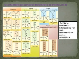 Los aminoácidos que estructuran básicamente a las proteínas, son 20
En 1986 se
descubrió la
Selenocisteína y en
2002
la Pirrolisina, dos
nuevos
aminoácidos
 