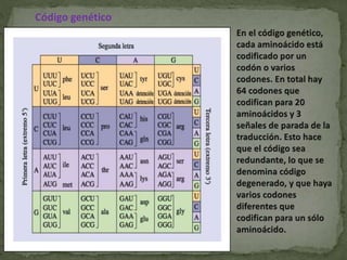 Código genético
 