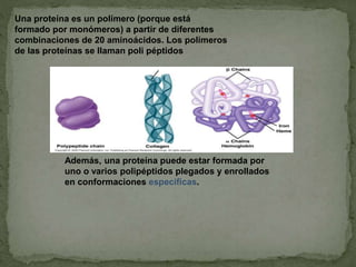Una proteína es un polímero (porque está
formado por monómeros) a partir de diferentes
combinaciones de 20 aminoácidos. Los polímeros
de las proteínas se llaman poli péptidos
Además, una proteína puede estar formada por
uno o varios polipéptidos plegados y enrollados
en conformaciones específicas.
 