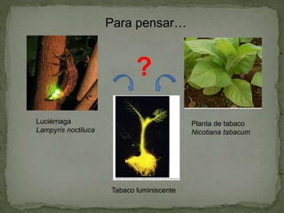 Luciérnaga
Lampyris noctiluca
Planta de tabaco
Nicotiana tabacum
Tabaco luminiscente
?
Para pensar…
 
