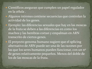  Científicos aseguran que cumplen un papel regulador
en la célula .
 Algunos intrones contiene secuencias que controlan la
actividad de los genes.
 Ejemplo: las diferencias sexuales que hay en las moscas
de la fruta se deben a las diferencias en como los
machos y las hembras cortan y empalman en ARN
transcrito de ciertos genes.
 El proyecto genoma humano sugiere que el splicing
alternativo de ARN puede ser una de las razones por
las que los seres humanos pueden funcionar, con un nº
de genes relativamente pequeños. Menos del doble de
los de las moscas de la fruta.
 