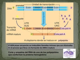 El ADN posee secuencias no traducibles llamadas intrones que son eliminadas
En el proceso que lleva a la formación de ARNm maduro
polipéptido
Corte y empalme del RNA de uno de los polipéptidos
que conforman la proteína hemoglobina
promotor
 