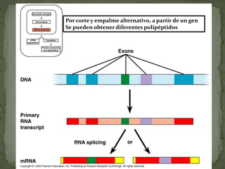 Por corte y empalme alternativo, a partir de un gen
Se pueden obtener diferentes polipéptidos
 