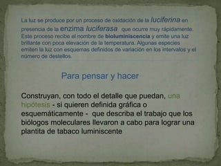 La luz se produce por un proceso de oxidación de la luciferina en
presencia de la enzima luciferasa que ocurre muy rápidamente.
Este proceso recibe el nombre de bioluminiscencia y emite una luz
brillante con poca elevación de la temperatura. Algunas especies
emiten la luz con esquemas definidos de variación en los intervalos y el
número de destellos.
Construyan, con todo el detalle que puedan, una
hipótesis - si quieren definida gráfica o
esquemáticamente - que describa el trabajo que los
biólogos moleculares llevaron a cabo para lograr una
plantita de tabaco luminiscente
Para pensar y hacer
 