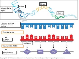 Molécula de
ADN
Gen 1
Gen 2
Gen 3
Cadena de ADN
molde
Transcripción
Traducción ARNt
ARNm
Polipéptido
codones
 