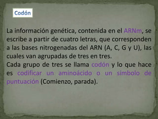 La información genética, contenida en el ARNm, se
escribe a partir de cuatro letras, que corresponden
a las bases nitrogenadas del ARN (A, C, G y U), las
cuales van agrupadas de tres en tres.
Cada grupo de tres se llama codón y lo que hace
es codificar un aminoácido o un símbolo de
puntuación (Comienzo, parada).
 