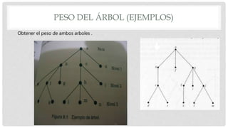 PESO DEL ÁRBOL (EJEMPLOS)
Obtener el peso de ambos arboles .
 