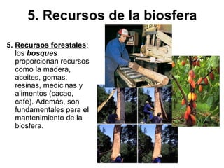 5. Recursos de la biosfera
5. Recursos forestales:
los bosques
proporcionan recursos
como la madera,
aceites, gomas,
resinas, medicinas y
alimentos (cacao,
café). Además, son
fundamentales para el
mantenimiento de la
biosfera.
 
