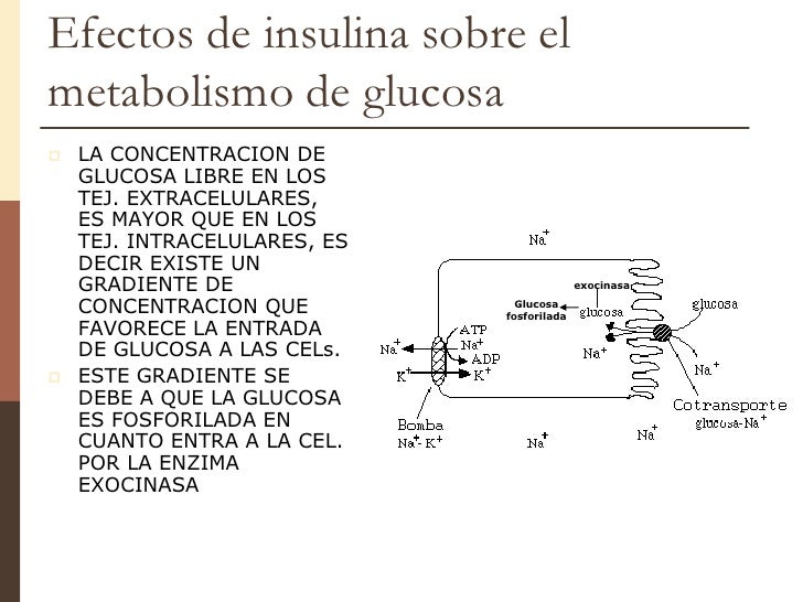 Unidad 7 insulina & glucagon Unidad 7 insulina & glucagon