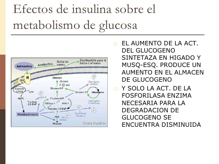 Unidad 7 insulina & glucagon Unidad 7 insulina & glucagon