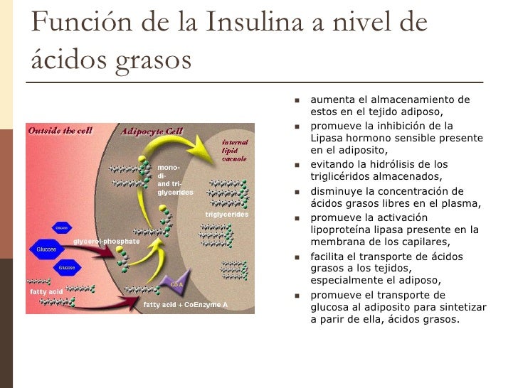 Unidad 7 insulina & glucagon Unidad 7 insulina & glucagon