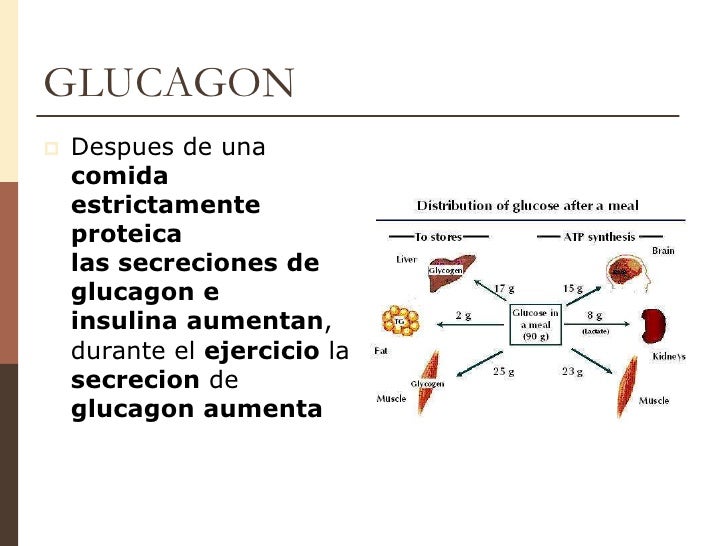 Unidad 7 insulina & glucagon Unidad 7 insulina & glucagon
