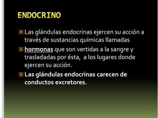 ENDOCRINOLas glándulas endocrinas ejercen su acción a través de sustancias químicas llamadashormonas que son vertidas a la sangre y trasladadas por ésta,  a los lugares donde ejercen su acción. Las glándulas endocrinas carecen de conductos excretores.