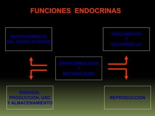 FUNCIONES  ENDOCRINASMANTENIMIENTODEL MEDIO INTERNOCRECIMIENTOYDESARROLLOENDOCRINOLOGIAYMETABOLISMOENERGIA:PRODUCCION, USOY ALMACENAMIENTOREPRODUCCION