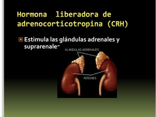ANATOMIA SISTEMA ENDOCRINOHipotálamoHipófisis Glándula  PinealGlándula tiroidesGlándula paratiroides Ovarios y testículos (Gónadas)Páncreas Glándulas suprarrenales Timo (presente hasta la pubertad) 