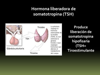 Elaboradores de HormonasVéase animación en: http://cuceifisiologiaiivideos.blogspot.com/2010/05/elaboradores-de-hormonas.html