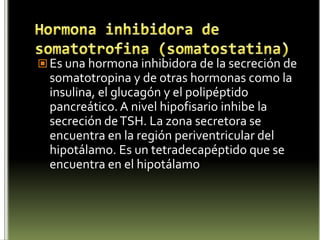 El hipotálamo Es una glándula que forma parte del diencéfalo, y se sitúa por debajo del tálamo.Regula la homeostasis del organismoFIGURALocalizado en el cerebro, cerca quiasma óptico.Secreta 8 hormonas: