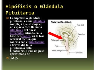 Hormonas Hipotalámicas1 Hormona liberadora de H de crecimiento (GHRH)2 Hormona liberadora de  gonadotropinas    (GnRH)3 Hormona liberadora de  tirotropina            (TRH) 4 Hormona liberadora de   prolactina            (PRH)5 Hormona  liberadora de corticotropina     (CRH) 6 Hormona liberadora de somatotropina       (hGH) 7 Hormonainhibidora  de  somatostatina      (SS)      8 Hormona inhibidora  de prolactina             (PIH)