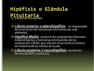 Hormona  liberadora de adrenocorticotropina (CRH)Estimula las glándulas adrenales y suprarenales.