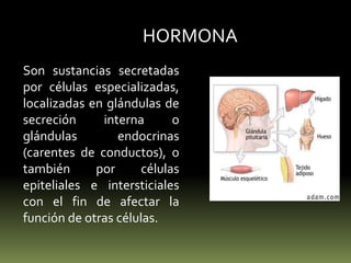 HORMONASon sustancias secretadas por células especializadas, localizadas en glándulas de secreción interna o glándulas endocrinas (carentes de conductos), o también por células epiteliales e intersticiales con el fin de afectar la función de otras células.