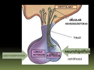 Hormona liberadora de somatotropina (TSH)Produce liberación de somatotropina hipofisaria (TSH= Tiroestimulante