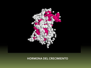 Glándula pinealLa glándula pineal , está situada en el techo del diencéfalo.La Melatonina tiene que ver con el hambre, el sueño y la reproducción.