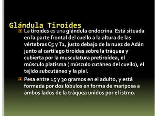 Hipófisis o Glándula PituitariaLa hipófisis o glándula pituitaria, es una glándula compleja que se aloja en un espacio óseo llamado silla turca del hueso esfenoides, situada en la base del cráneo, en la fosa cerebral media, que conecta con el hipotálamo a través del tallo pituitario o tallo hipofisario. Tiene un peso aproximado de 0,5 g.