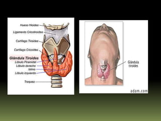 La HipófisisLa hipófisis tiene medio cm de altura, 1cm de longitud y 1.5cm de anchura