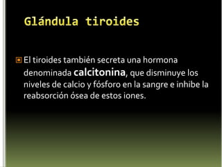 neurohipófisisADENOHIPOFISIS