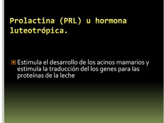 Glándula TiroidesLa tiroides es una glándula endocrina. Está situada en la parte frontal del cuello a la altura de las vértebras C5 y T1, justo debajo de la nuez de Adán junto al cartílago tiroides sobre la tráquea y cubierta por la musculatura pretiroídea, el músculo platisma ( músculo cutáneo del cuello), el tejido subcutáneo y la piel.Pesa entre 15 y 30 gramos en el adulto, y está formada por dos lóbulos en forma de mariposa a ambos lados de la tráquea unidos por el istmo.