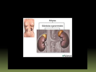 Función de las Glándulas ParatiroidesLas glándulas paratiroides producen la hormona paratiroídea, que interviene en la regulación de los niveles de calcio en la sangre. La exactitud de los niveles de calcio es muy importante en el cuerpo humano, ya que pequeñas desviaciones pueden causar trastornos nerviosos y musculares.La hormona paratiroidea estimula las siguientes funciones:La liberación de calcio por medio de los huesos en el torrente sanguíneo. La absorción de los alimentos por medio de los intestinos. La conservación de calcio por medio de los riñones