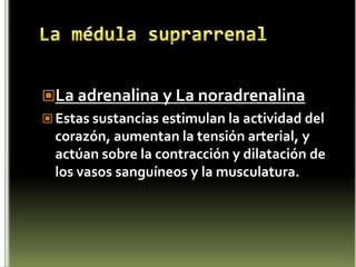 Las demás hormonas son hormonas trópicas que tienen su efecto en algunas glándulas endocrinas periféricas:Hormona estimulante del tiroides (TSH) o tirotropina	Estimula la producción de hormonas por parte del tiroidesHormona estimulante de la corteza suprarrenal (ACTH) o corticotropina.	Estimula la producción de hormonas por parte de las glándulas suprarrenales 