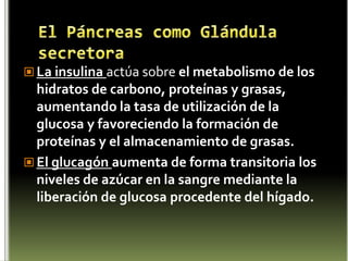 NeurohipófisisOxitocina. Estimula la contracción de las células mioepiteliales de las glándulas mamarias lo que causa la eyección de leche por parte de la mama, y se estimula por la succión. Se cree que también causa las contracciones uterinas típicas de la etapa final del parto. 