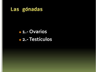 TimoEl timo es una glándula, y  es uno de los controles centrales del sistema inmunitario del organismo. Generalmente consta de dos lóbulos y se localiza en el mediastino, detrás del esternón. Una capa de tejido conectivo envuelve y mantiene unidos los dos lóbulos tímicos; mientras que una cápsula de tejido conectivo delimita por separado cada lóbulo.Contribuyen a la maduración de los linfocitos T