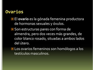 Glándula suprarrenalO glándulas adrenales son, unas glándulas endocrinas, con forma de triángulo que están situadas encima de los riñones, cuya función es la de regular las respuestas al estrés, a través de la síntesis de corticosteroides y catecolaminas, que son el cortisol y la adrenalina, principalmente.