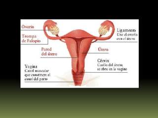 La adrenalinaLa adrenalina eleva los niveles de glucosa en sangre (glucemia). Todas estas acciones ayudan al organismo a enfrentarse a situaciones de urgencia de forma más eficaz.Ejemplos: Deportes extremos